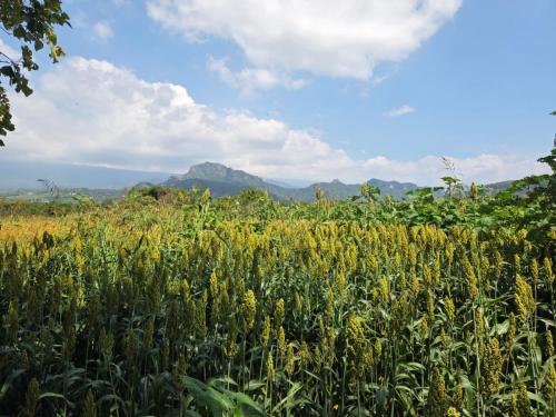 a field of corn with mountains in the background at Hospedaje Los Pavo Reales in Tepoztlán
