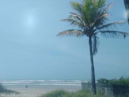 eine Palme am Strand am Meer in der Unterkunft Acampamento Aloha solemar in Praia Grande