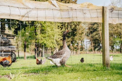 Gallery image of Gemütliche Ferienwohnung in Schneverdingen
