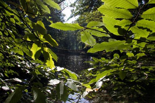 a view of a river through the leaves of trees at VILA VITA Burghotel Dinklage in Dinklage
