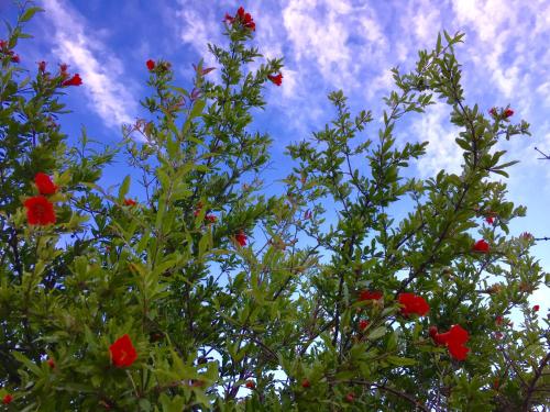 a tree with red flowers in the sky at Agriturismo Cervano in Toscolano Maderno