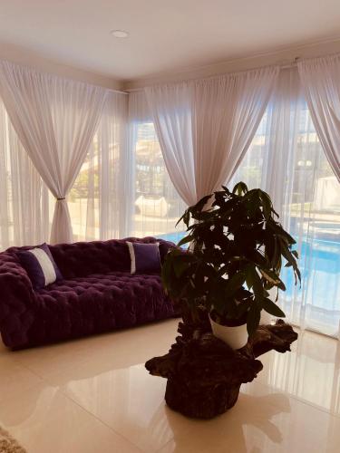 a living room with a purple couch and a plant at VILLA CRISTAL in Santa Helena