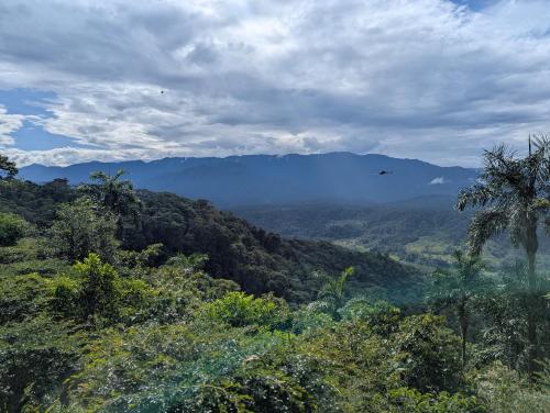 a view of a forested mountain with a bird in the distance at Vibra Wellness Hotel y Spa in Teniente Hugo Ortiz
