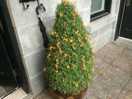 Zahrada ubytování A Gem Downtown Montreal