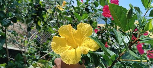 Billede fra billedgalleriet på Les jardins suspendus des caraibes i Le Carbet