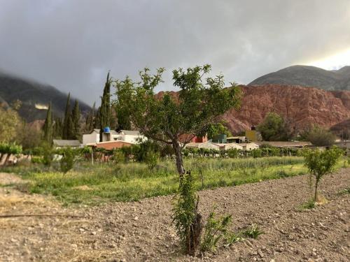 a small tree in the middle of a field at Muxsa - Casa con vista a los Colorados in Purmamarca