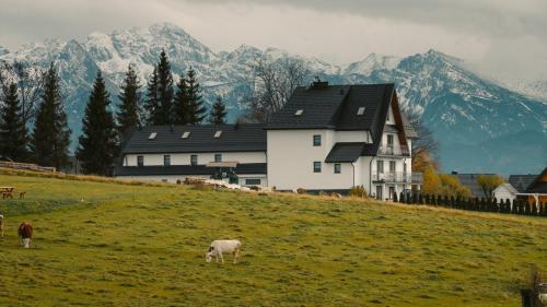 two sheep grazing in a field in front of a house at Willa Paula in Ząb
