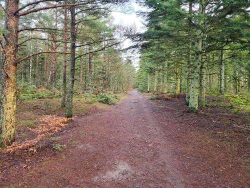 un camino de tierra en medio de un bosque en 8 person holiday home in Ålbæk-By Traum, en Ålbæk