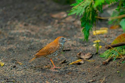 a small bird standing on the ground at Ceiba Eco Container in Agua Azul