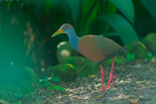 a bird standing on the ground in an aquarium at Ceiba Eco Container in Agua Azul