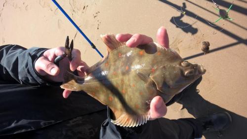 Zvířata v apartmánu nebo okolí