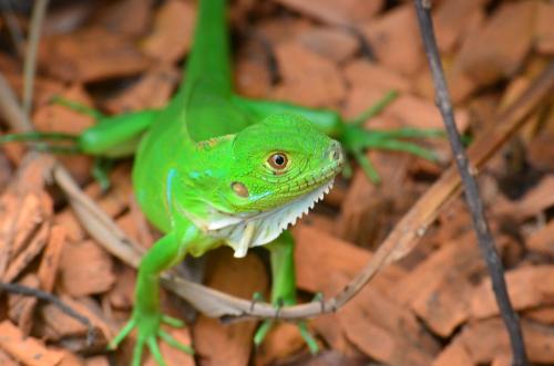 a green lizard is sitting on the ground at Yaba Chigui Lodge in Ojochal