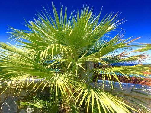 a palm tree in front of a blue sky at Nitelli's Houses in Skála Néon Kydonión