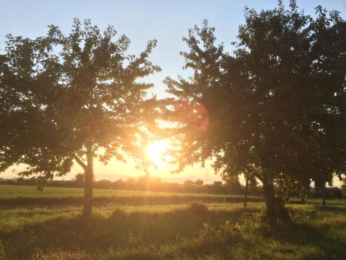 a group of trees in a field at sunset at Alte Heimat in Schwegenheim