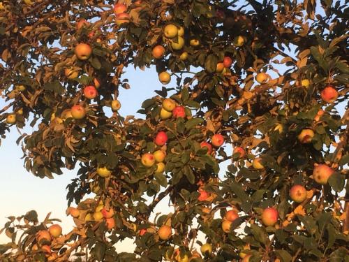an apple tree with lots of oranges on it at Alte Heimat in Schwegenheim