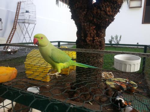 a green bird standing on top of a cage at Pousada Lua e Mar in Ilhéus