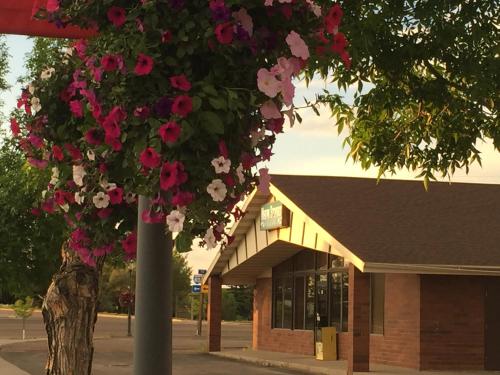 a tree with pink and white flowers in front of a building at Gateway Inn in Lyman