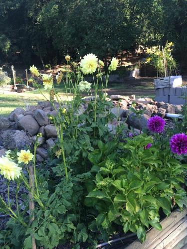 a garden with flowers and rocks in a yard at Cabañas Rahue in Vilches