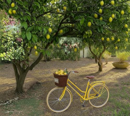a yellow bike parked under an orange tree at Casa de Limón - סוויטות בוטיק וספא יוקרתיות בגליל העליון in Sede Eli‘ezer