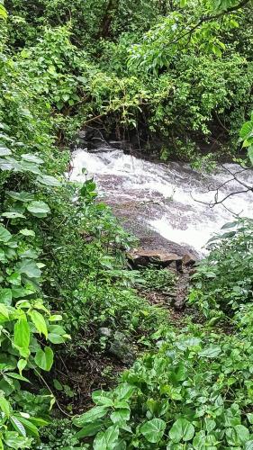 a path in the middle of a forest with plants at Girijalsrushti Pool Villa in Kolvan