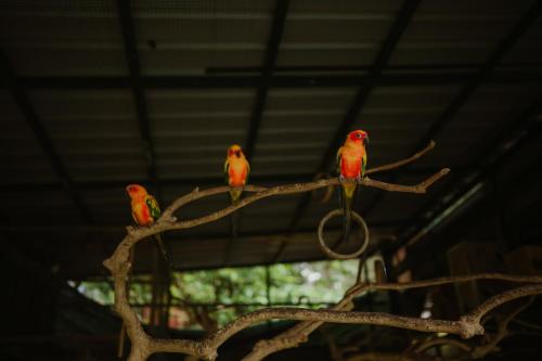 Gallery image of Greenex farm Resort in Vythiri