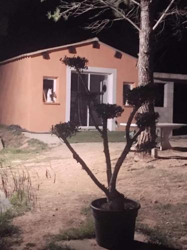 un pequeño árbol en una olla delante de una casa en Studio Églantine, en Lorgues