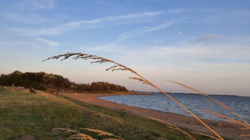 a beach with a grass field and the ocean at Holiday Home 'Rietvogel' in Herkingen