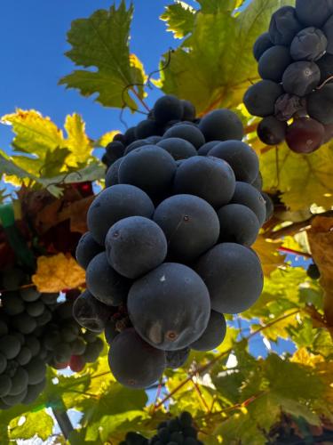 Photo de la galerie de l'établissement Chardonnay Lodge, à Napa
