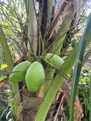 un montón de frutas verdes en una palmera en 1888 North West Xaibe, en Corozal