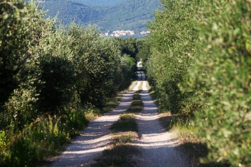 a dirt road with trees on both sides at Borgo Iris in Pietraia