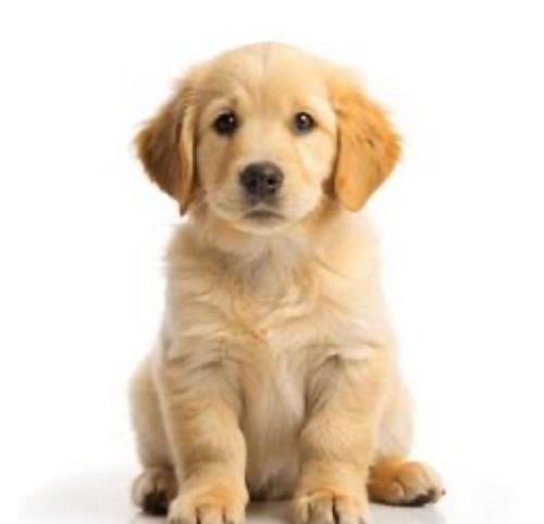 a brown puppy sitting on a white background at Lakeview Yamba Water Front Access 1 Small Pet Friendly in Yamba