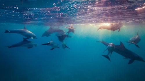 a group of dolphins swimming in the water at Paje Beach Zanzibar Private Luxury Villa with pool AC WIFI TV 90m walk to beach central location walk to shops bars & restaurants in Paje