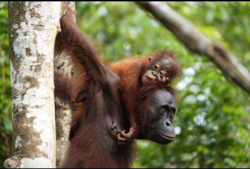 a baby monkey is sitting on top of a tree at Orangutan Borneo Tour Tanjung Puting in Pangkalan Bun