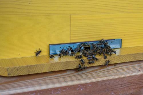 a group of bees sitting on a wall at Apartments Beeland Skok in Mozirje