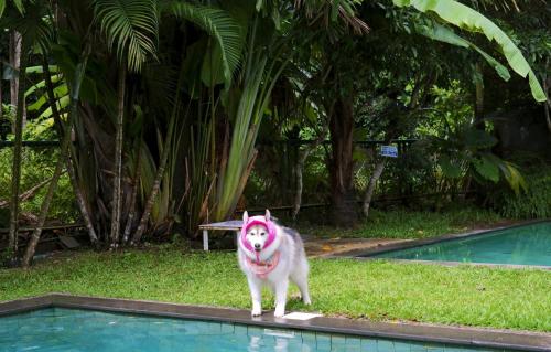 a dog is standing next to a swimming pool at Kokotel Khao Lak Isara Casa in Khao Lak
