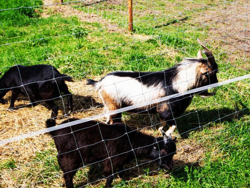 two goats standing behind a fence in the grass at Agroturystyka Olszynka in Skopanie