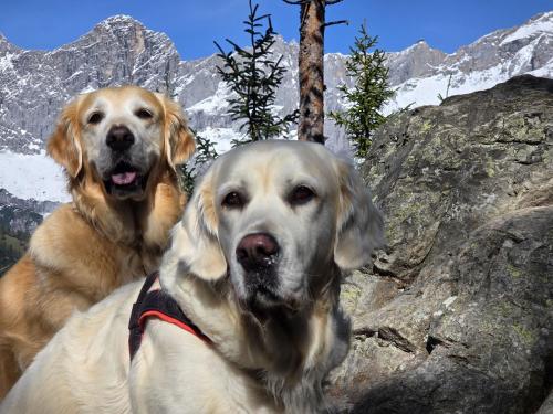 Domácí mazlíčci ubytovaní s hosty v ubytování Almfrieden Hotel & Romantikchalet