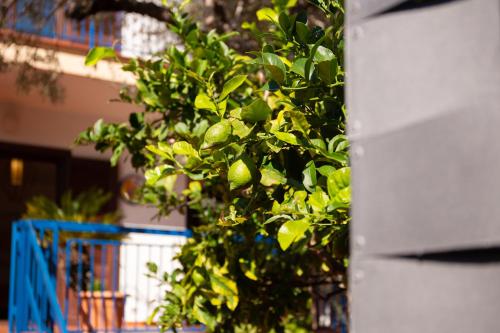 a tree with green leaves in front of a building at Solemar Sicilia - Villa Mariù in Palermo