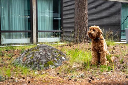 a dog sitting in the grass next to a rock at Quality Hotel Sveitsi in Hyvinkää