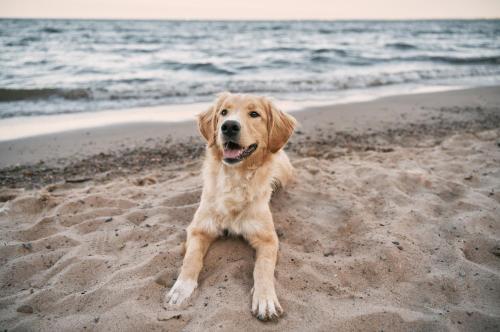 a dog sitting on the sand at the beach at Ferienwohnung DEICHBLICK 200m zum Strand Zingst Darß in Zingst