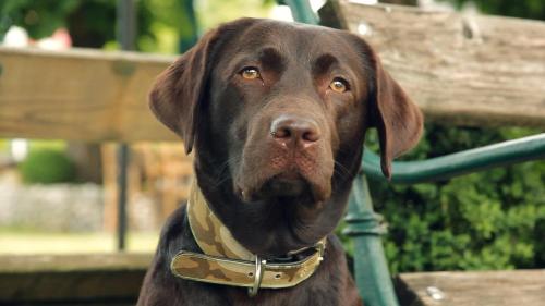 a brown dog wearing a collar on a bench at Hotel Kaiserhof in Anif