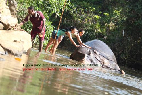 a group of people washing an elephant in the water at Green Land Guest House in Pinnawala
