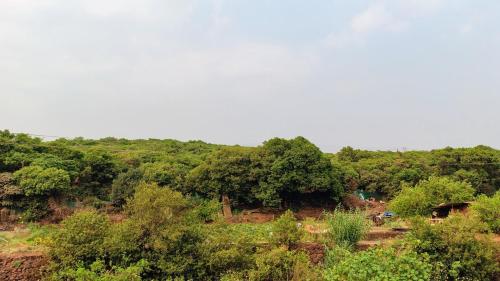 a forest filled with lots of trees on a hill at Stay Classy Inn in Mahabaleshwar