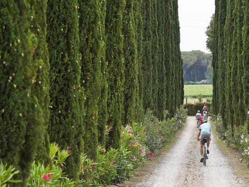 a group of people riding bikes down a path between trees at Agriturismo Tra gli Ulivi, Chiappini Winery in Bolgheri