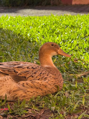 Άλλα ζώα σε αυτό το ξενοδοχείο ή στη γύρω περιοχή