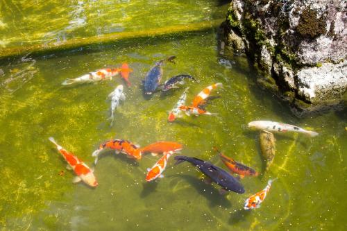 un groupe de poissons koï nageant dans un étang dans l'établissement Hotel Matsubara, à Campos do Jordão
