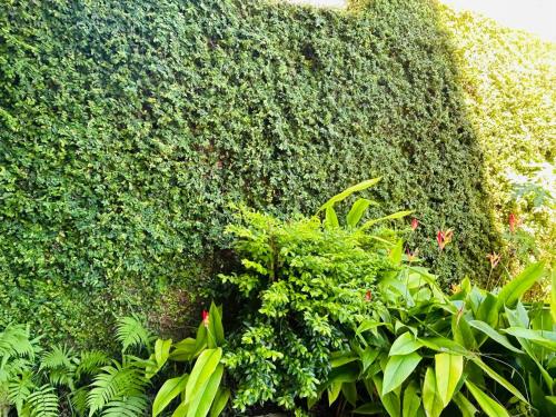 a large green hedge with plants and flowers at Apartamento Einoah in Puerto Limón