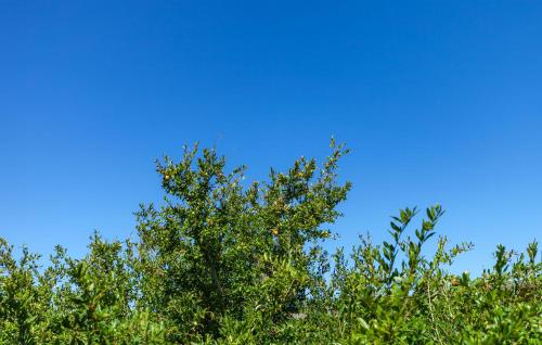 a tree with green leaves against a blue sky at Apartments and Rooms Dobrila in Jelsa