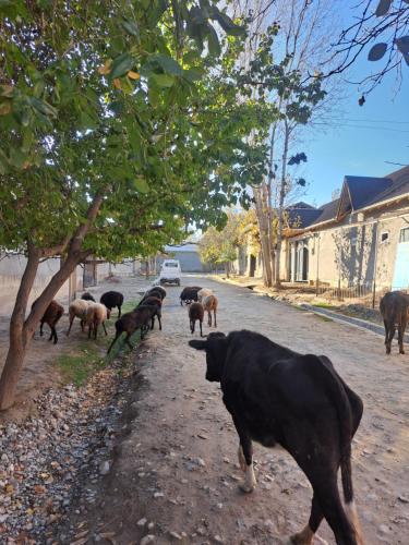 Animals al bed and breakfast o a prop