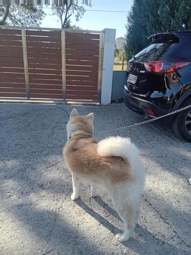 a cat on a leash standing next to a car at Meteora best view villa in Kalabaka